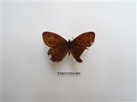 藏品(永澤蛇眼蝶)的圖片